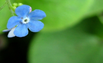 Trái tim của mẹ