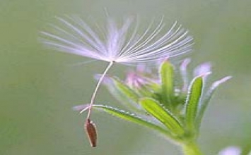 Nơi nương tựa vững chải
